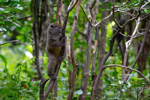 One Little lemur in the rainforest on the island of Madagascar