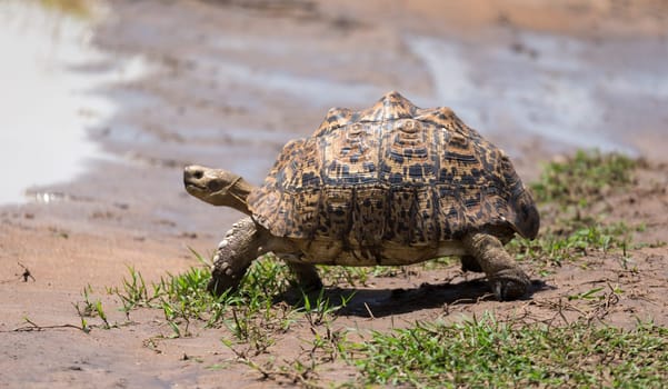 One little turtle is walking on the street