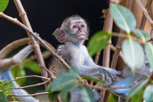 One little funny monkey is playing on the floor or on the tree