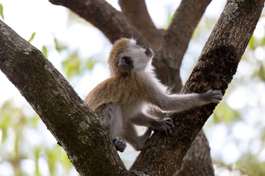 One little monkey is playing on the branch of a tree
