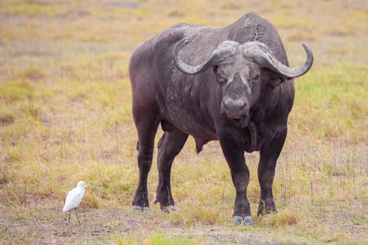 Buffalo and a white bird, on safari in Kenya
