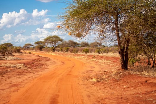 Red road in the savannah of Kenya with a big tree, baobab, with a blue sky and clouds
