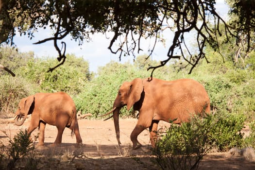 Two elephants walking, on safari in the scenery of Kenya