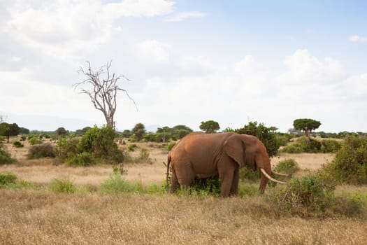 A big elephant is standing in the grassland of the savannah with a lot of green plants