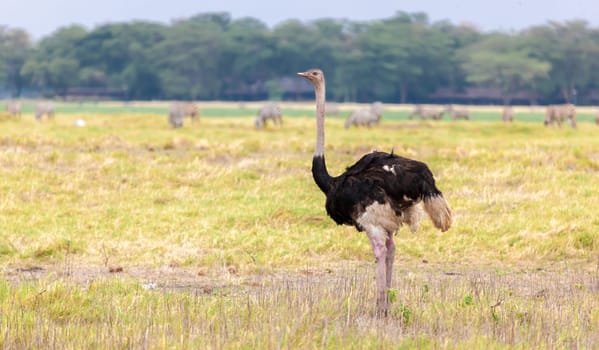 Big ostrich is walking in the savannah of Kenya