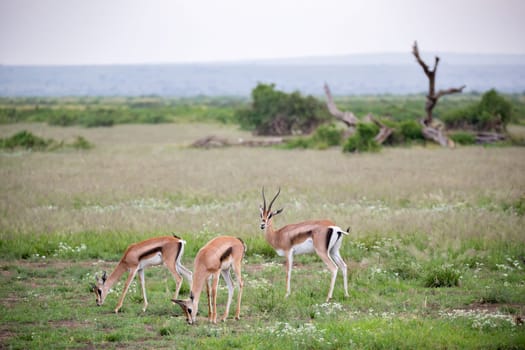 The Thomsons gazelle in the grassland of Kenya with a lot of plants