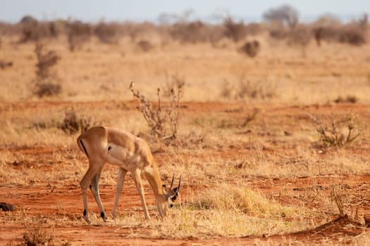 One antelope is eating in the savannah of Kenya