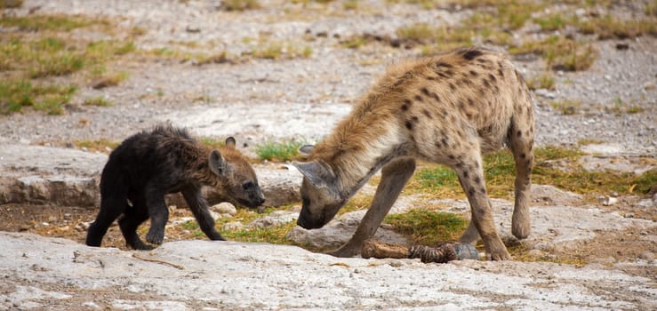 Hyenas standing in the grassland, scenery of Kenya.