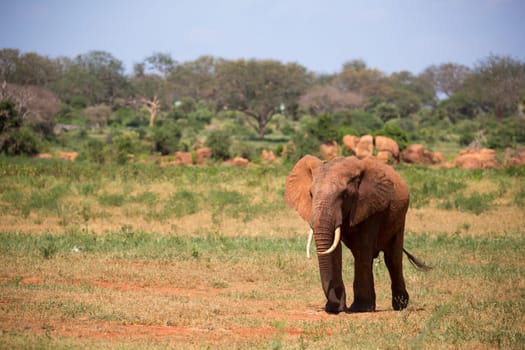 A red elephant is walking in the savannah of Kenya
