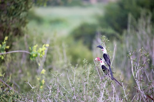 A local kenyan birds on the green bush