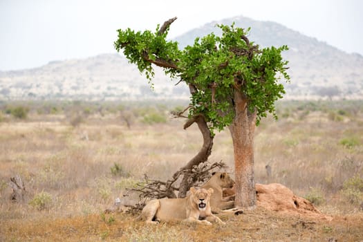 Some lions rest in the shade of a tree