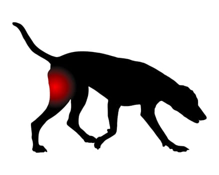 Hund mit Schmerzen im Hinterlauf