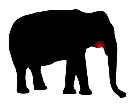 Elefant mit Zahnschmerzen