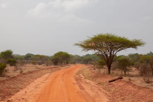 Road with red soil, landscape in Afrika, on safari in Kenya