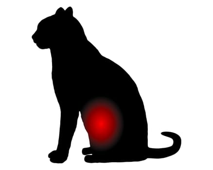 Katze mit Bauchschmerzen