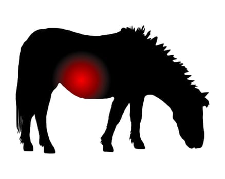 Pony mit Schmerzen im Bauch