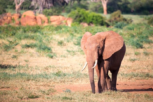 One big red elephant walks through the savannah between many plants