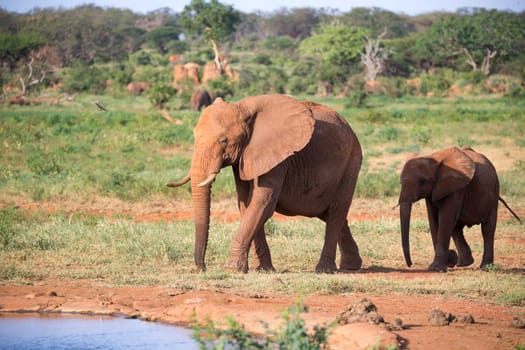 The family of red elephants at a water hole in the middle of the savannah
