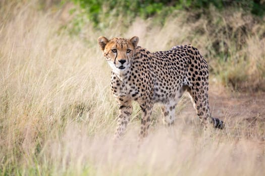 The cheetah walks in the high grass of the savannah looking for something to eat