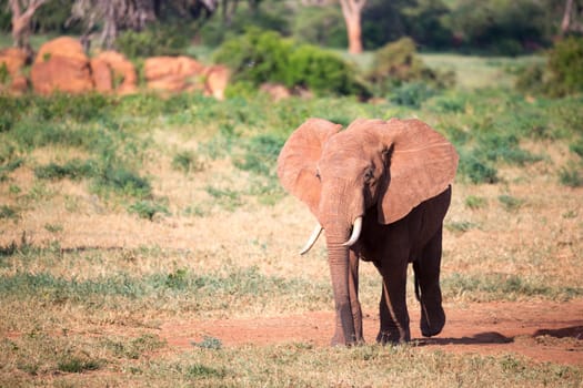 One big red elephant walks through the savannah between many plants