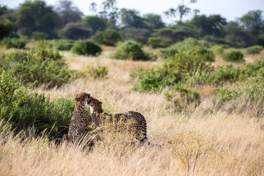 The cheetahs brush each other after the meal