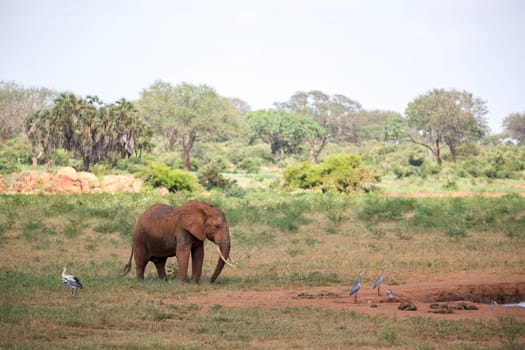 A red elephant is walking in the savannah of Kenya