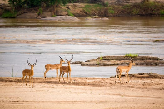 A lot of beautiful antelopes standing near the river