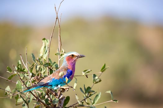 A very colorfull bird is sitting on the tree in the savannah in Kenya