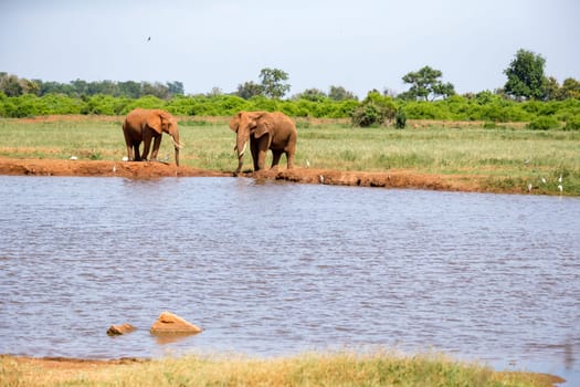 Waterhole in the savannah with some red elephants
