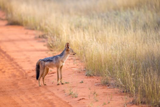 Jackal on the road in the savannah are posing and watching