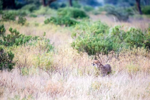 One cheetah in the tall grass lurks for its prey