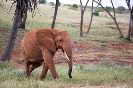 The red elephant walks among the palm trees and trees