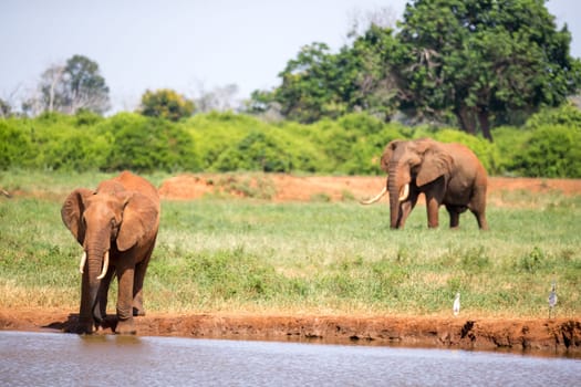 Waterhole in the savannah with some red elephants