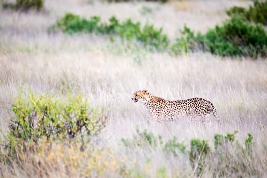 The cheetah walks in the high grass of the savannah looking for something to eat