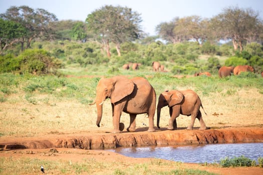 The family of red elephants at a water hole in the middle of the savannah