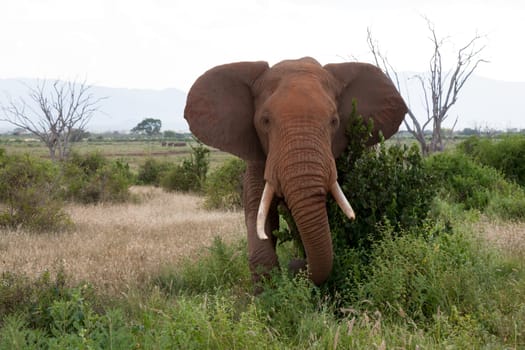 A big elephant is standing in the grassland of the savannah with a lot of green plants