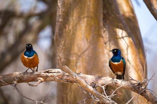 Very colorul native birds sit on branches