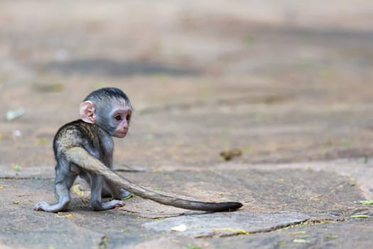 One little funny monkey is playing on the floor or on the tree