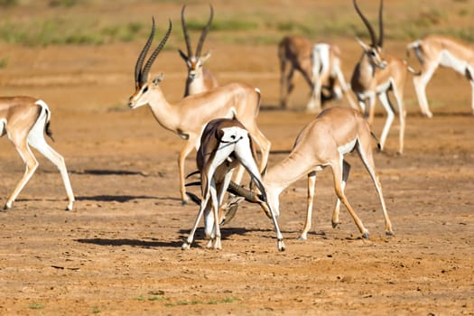 The battle of two Grant Gazelles in the savannah of Kenya
