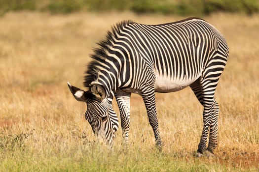 The Grevy Zebra is grazing in the countryside of Samburu in Kenya