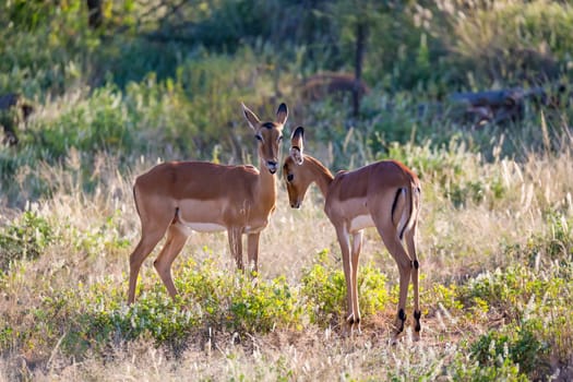 Some impalas stand together in the grass landscape