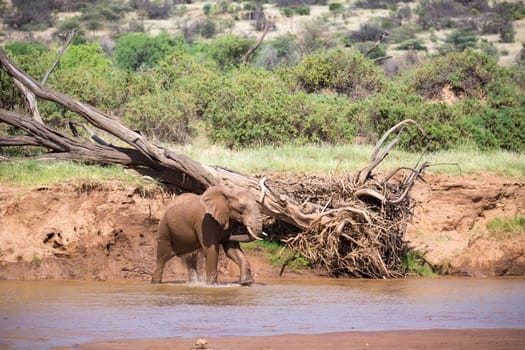 An elephant familiy on the banks of a river in the middle of the National Park