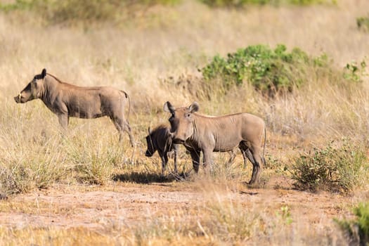 The warthog stands in the middle of the grass in Kenya
