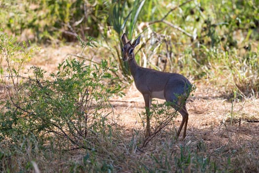 Some native antelopes in the grassland of the Kenyan savannah