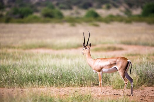 The antelopes in the grass landscape of Kenya