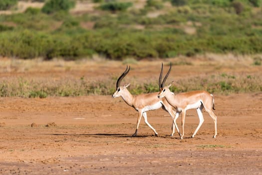 A Grant Gazelle in the savannah of Kenya