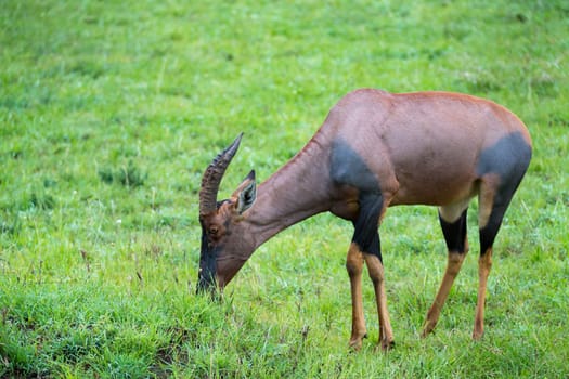 A Topi antelope in the grassland of Kenya's savannah
