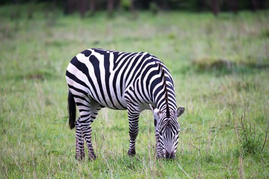 Some Zebras in the middle of the savannah of Kenya