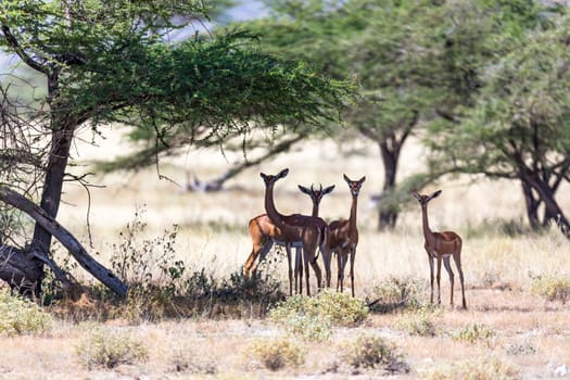 The gerenuk in the kenyan savanna looking for food