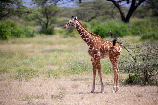 One giraffe walk through the savannah between the plants